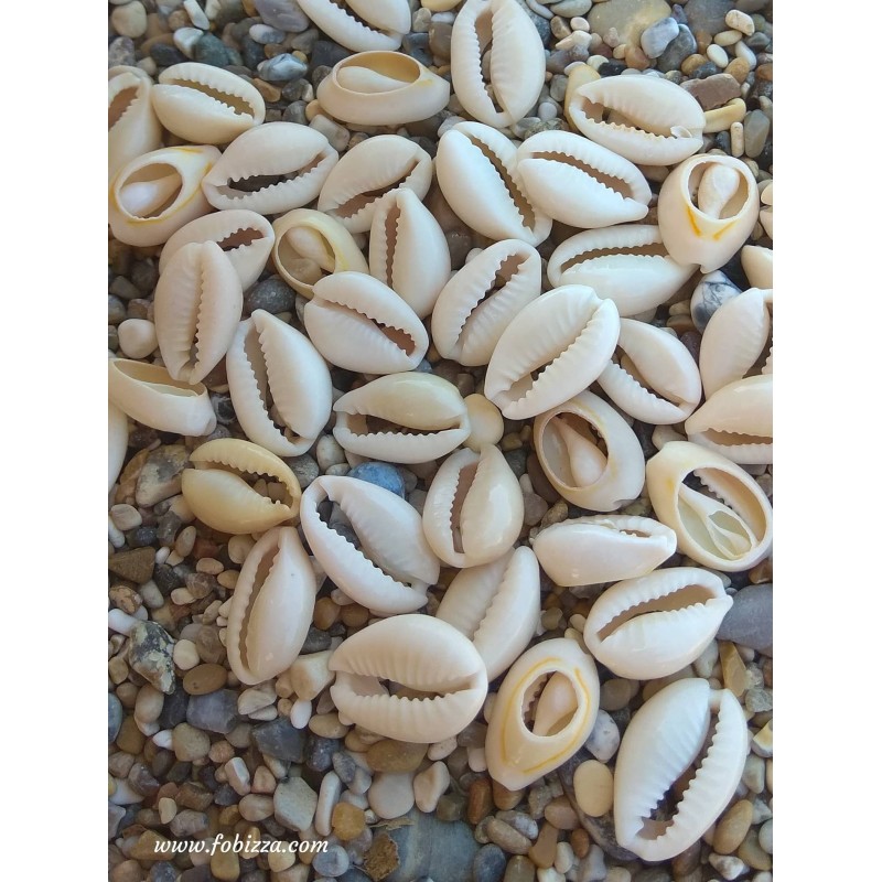 10 τεμ, 16-18 χλστ, Φυσικά Κοχύλια Εκρού